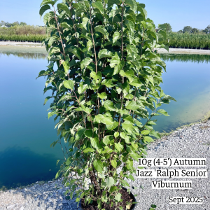 September 2025 10g Ralph Senior Single Website